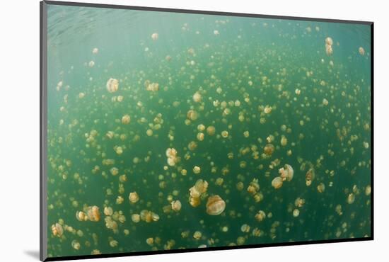 Mastigias Jellyfish (Mastigias Papua Etpisonii) in Jellyfish Lake, Micronesia, Palau-Reinhard Dirscherl-Mounted Photographic Print
