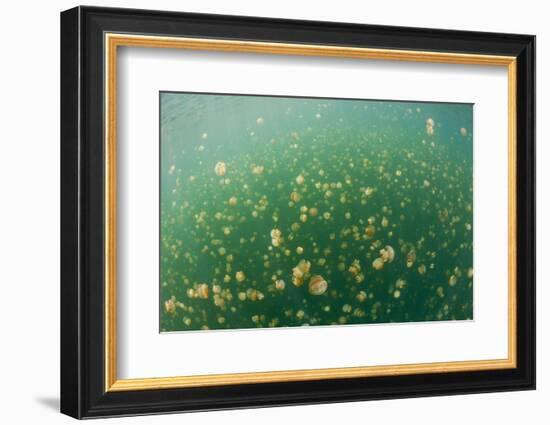 Mastigias Jellyfish (Mastigias Papua Etpisonii) in Jellyfish Lake, Micronesia, Palau-Reinhard Dirscherl-Framed Photographic Print