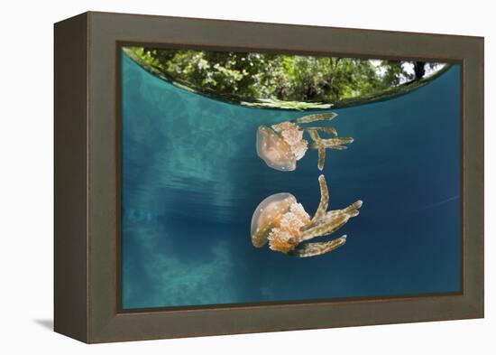 Mastigias Jellyfish (Matigias Papua), Risong Bay, Micronesia, Palau-Reinhard Dirscherl-Framed Premier Image Canvas