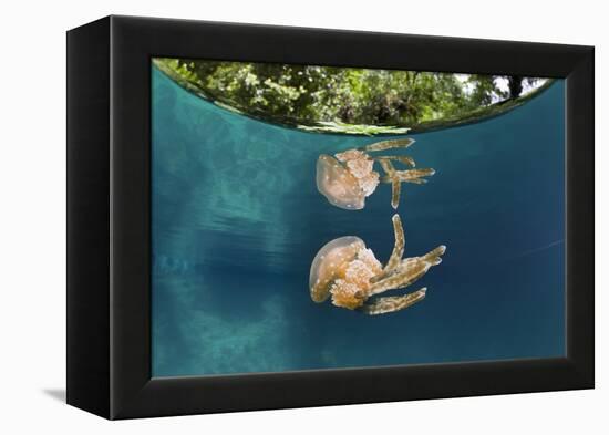 Mastigias Jellyfish (Matigias Papua), Risong Bay, Micronesia, Palau-Reinhard Dirscherl-Framed Premier Image Canvas