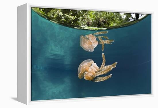 Mastigias Jellyfish (Matigias Papua), Risong Bay, Micronesia, Palau-Reinhard Dirscherl-Framed Premier Image Canvas