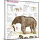 Premium Photographic Print