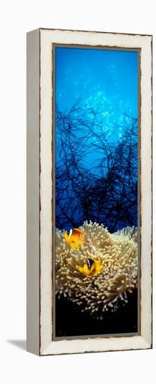 Mat Anemone and Allard's Anemonefish in the Ocean-null-Framed Premier Image Canvas