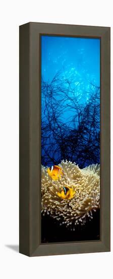 Mat Anemone and Allard's Anemonefish in the Ocean-null-Framed Premier Image Canvas