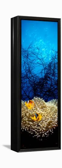 Mat Anemone and Allard's Anemonefish in the Ocean-null-Framed Premier Image Canvas