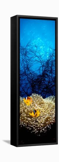 Mat Anemone and Allard's Anemonefish in the Ocean-null-Framed Premier Image Canvas