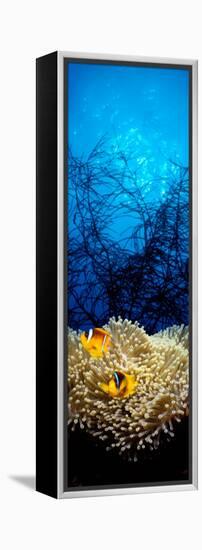 Mat Anemone and Allard's Anemonefish in the Ocean-null-Framed Premier Image Canvas