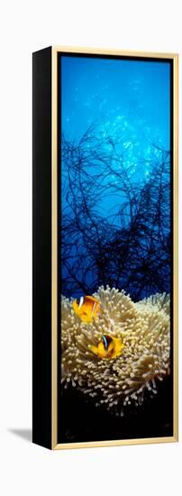 Mat Anemone and Allard's Anemonefish in the Ocean-null-Framed Premier Image Canvas