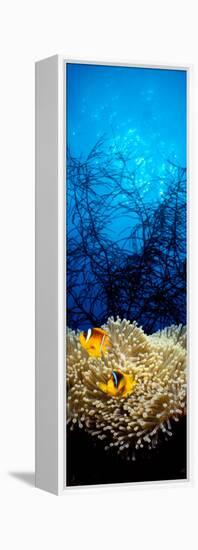 Mat Anemone and Allard's Anemonefish in the Ocean-null-Framed Premier Image Canvas