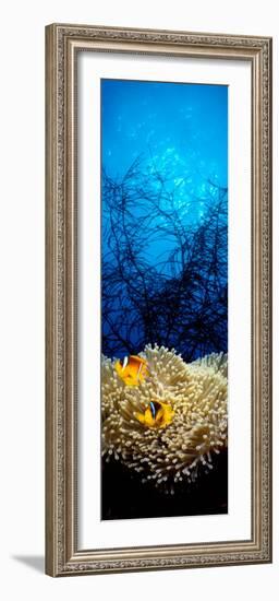 Mat Anemone and Allard's Anemonefish in the Ocean-null-Framed Photographic Print