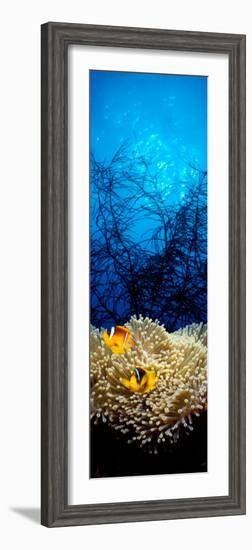 Mat Anemone and Allard's Anemonefish in the Ocean-null-Framed Photographic Print