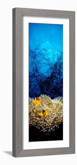 Mat Anemone and Allard's Anemonefish in the Ocean-null-Framed Photographic Print