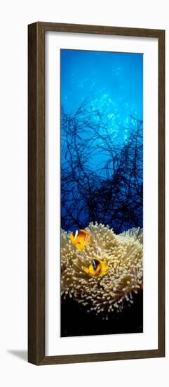 Mat Anemone and Allard's Anemonefish in the Ocean--Framed Photographic Print