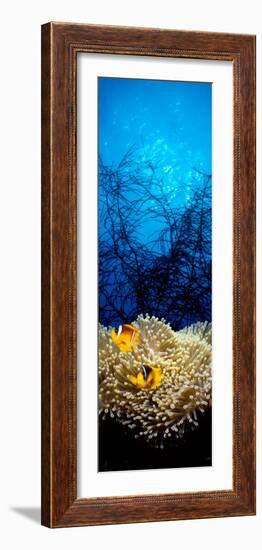 Mat Anemone and Allard's Anemonefish in the Ocean-null-Framed Photographic Print