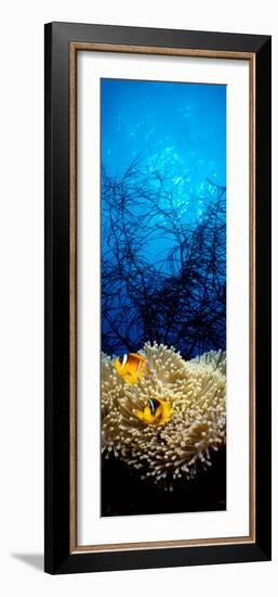 Mat Anemone and Allard's Anemonefish in the Ocean-null-Framed Photographic Print