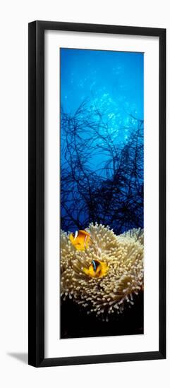 Mat Anemone and Allard's Anemonefish in the Ocean-null-Framed Photographic Print