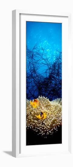 Mat Anemone and Allard's Anemonefish in the Ocean--Framed Photographic Print