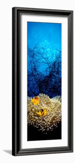 Mat Anemone and Allard's Anemonefish in the Ocean-null-Framed Photographic Print