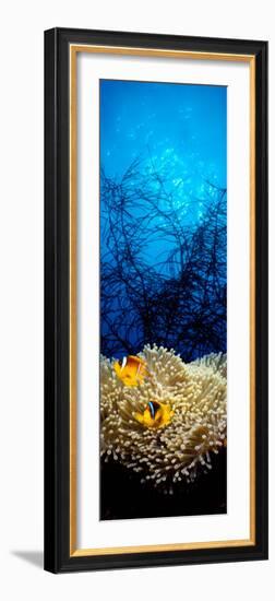 Mat Anemone and Allard's Anemonefish in the Ocean-null-Framed Photographic Print