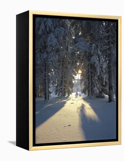 Mat, Palm Leaves, Close-Up-Thonig-Framed Premier Image Canvas