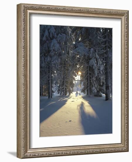 Mat, Palm Leaves, Close-Up-Thonig-Framed Photographic Print