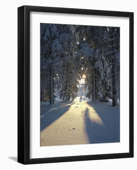 Mat, Palm Leaves, Close-Up-Thonig-Framed Photographic Print