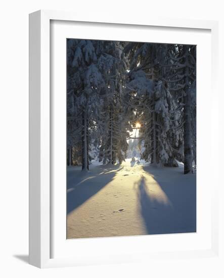 Mat, Palm Leaves, Close-Up-Thonig-Framed Photographic Print