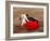 Matador at Monumental El Paso, Bullfight (Fiesta Brava), San Luis Potosi, Mexico-Russell Gordon-Framed Photographic Print