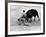 Matador Julian Marin and Bull in the Ring for a Bullfight During the Fiesta de San Ferman-Tony Linck-Framed Premium Photographic Print