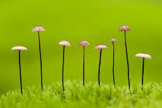 Horse Hair Parachute Mushrooms (Marasmius Androsacaceus) Belarus, June 2009-Máté-Photographic Print