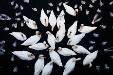 Aerial shot of a group of Mute swans and gulls, Switzerland-Mateusz Piesiak-Photographic Print