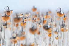 Silhouette of Dunlin foraging in shallow waters, Poland-Mateusz Piesiak-Framed Photographic Print