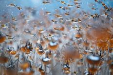 Aerial shot of a group of Mute swans and gulls, Switzerland-Mateusz Piesiak-Framed Photographic Print