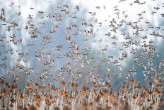 Silhouette of Dunlin foraging in shallow waters, Poland-Mateusz Piesiak-Framed Photographic Print