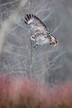 Wintery forest of Silver Birches photographed from below-Mateusz Piesiak-Photographic Print