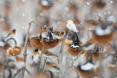 Silhouette of Dunlin foraging in shallow waters, Poland-Mateusz Piesiak-Framed Photographic Print