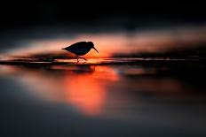 Silhouette of Dunlin in the last rays of setting sun, Poland-Mateusz Piesiak-Photographic Print