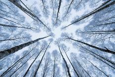 Wintery forest of Silver Birches photographed from below-Mateusz Piesiak-Photographic Print