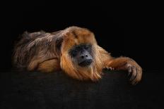 Red-Backed Bearded Saki Portrait - Chiropotes Chiropotes-Mathilde Guillemot-Giclee Print
