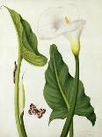 Narcissi and Butterfly (W/C and Gouache with Gold over Pencil on Vellum)-Matilda Conyers-Giclee Print