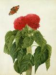 Primula Auricula with Butterfly and Beetle (Gouache over Pencil on Vellum)-Matilda Conyers-Giclee Print