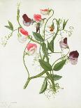 Narcissi and Butterfly (W/C and Gouache with Gold over Pencil on Vellum)-Matilda Conyers-Mounted Giclee Print