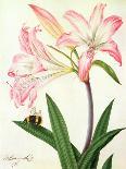 Lilium Belladonna and Bee, 1786 (W/C and Gouache over Pencil on Paper)-Matilda Conyers-Framed Giclee Print