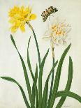 Narcissi and Butterfly (W/C and Gouache with Gold over Pencil on Vellum)-Matilda Conyers-Mounted Giclee Print