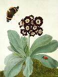 Primula Auricula with Butterfly and Beetle (Gouache over Pencil on Vellum)-Matilda Conyers-Giclee Print