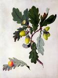 Quercus (W/C and Gouache over Pencil on Vellum)-Matilda Conyers-Framed Giclee Print