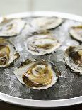 Oysters on Ice-Matilda Lindeblad-Mounted Photographic Print