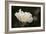 Matilija Blossom I-Rita Crane-Framed Photographic Print