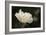 Matilija Blossom I-Rita Crane-Framed Photographic Print