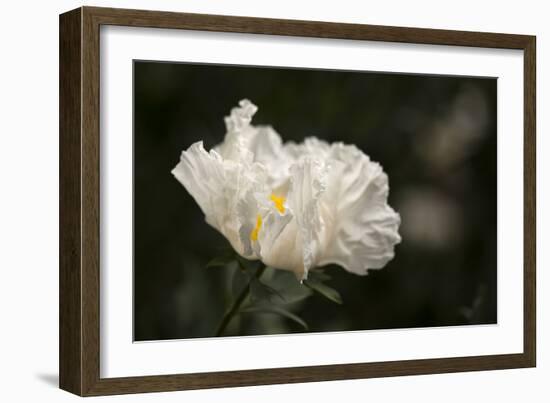 Matilija Blossom I-Rita Crane-Framed Photographic Print